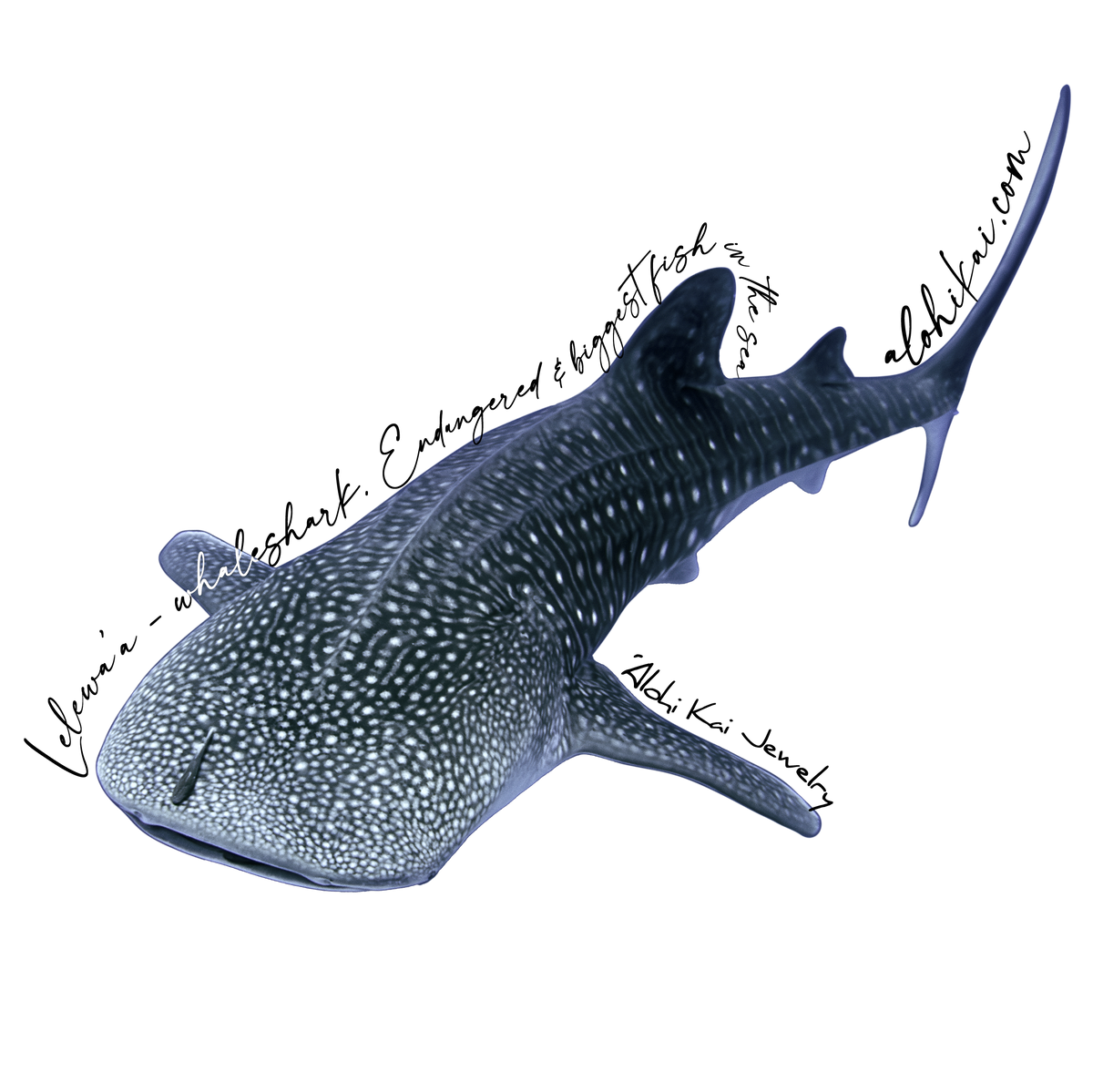 Whale Shark Sticker