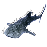 Whale Shark Sticker