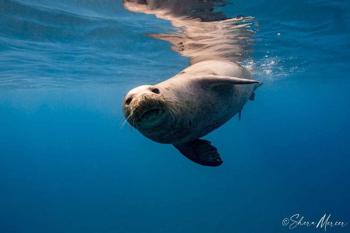 Curious Baby - Hawaiian Monk Seal