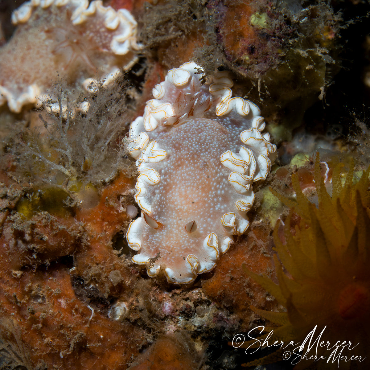 Poliahu Snow Goddess Nudibranch Necklace