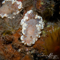 Poliahu Snow Goddess Nudibranch Necklace