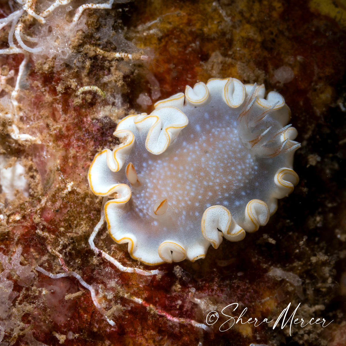 Poliahu Snow Goddess Nudibranch Necklace
