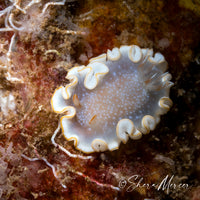 Poliahu Snow Goddess Nudibranch Necklace