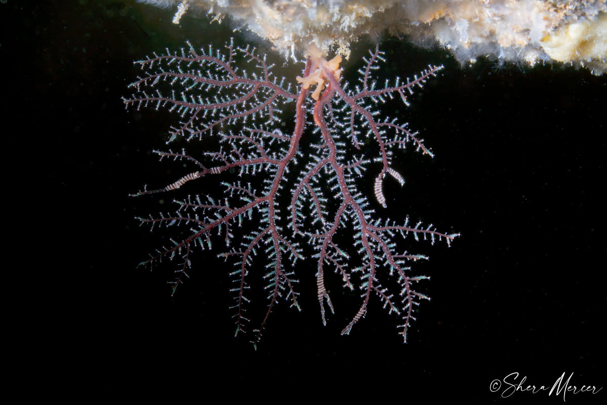 Coexistence - Sea Fan Hydroid
