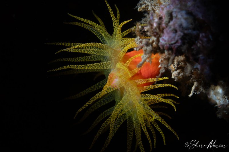 Verrill's Cup Coral