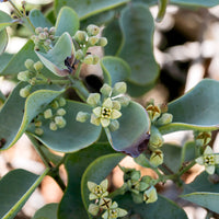Iliahialo'e Sandalwood Necklace