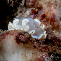 Poliahu Snow Goddess Nudibranch Necklace