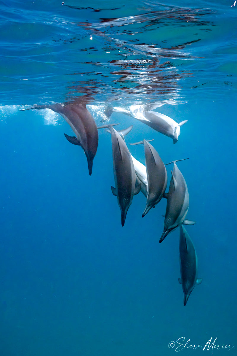 Going Down - Spinner Dolphins