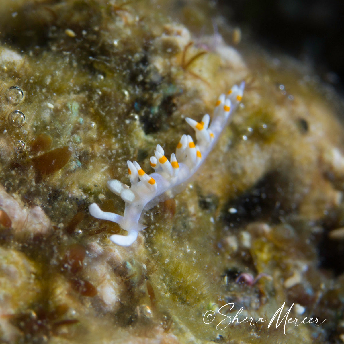 Orangeband Nudibranch Necklace