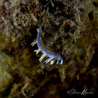 Orangeband Nudibranch Necklace