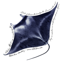 Manta Ray - Hahalua Sticker