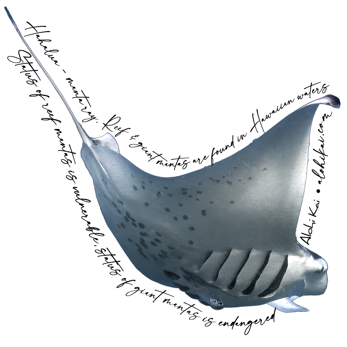 Manta Ray Feeding - Hahalua Sticker