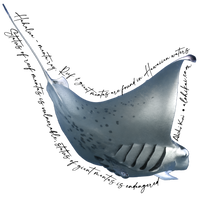 Manta Ray Feeding - Hahalua Sticker