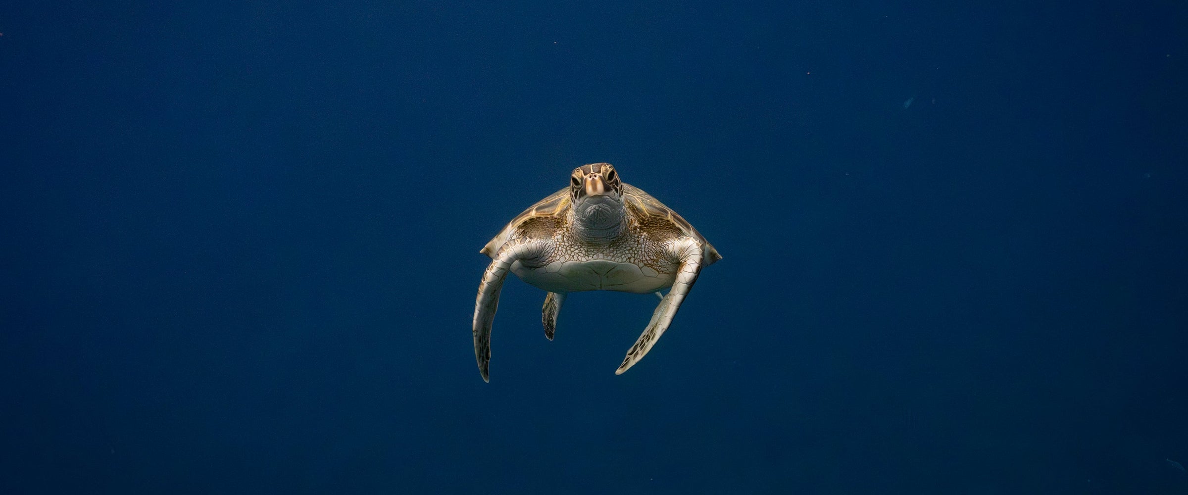 Alohi Kai honu swimming over reef