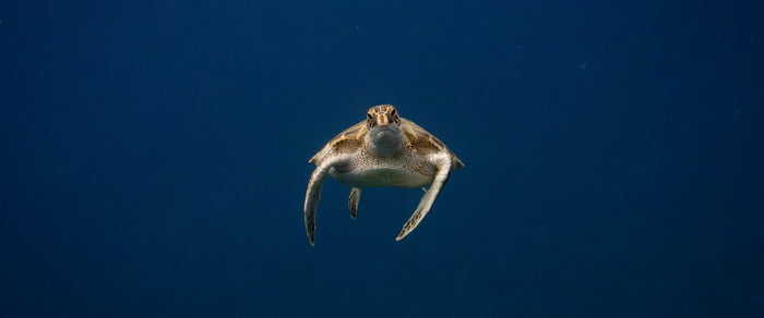 Alohi Kai honu swimming over reef