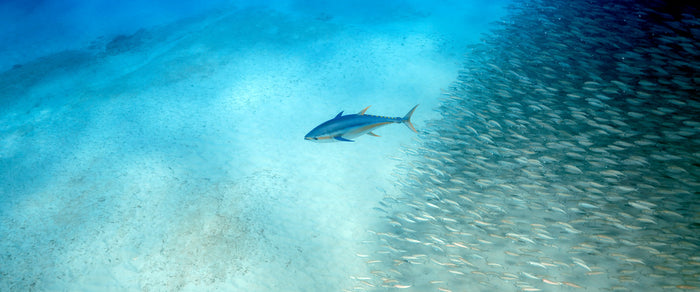 Alohi Kai Ahi with akule shoal