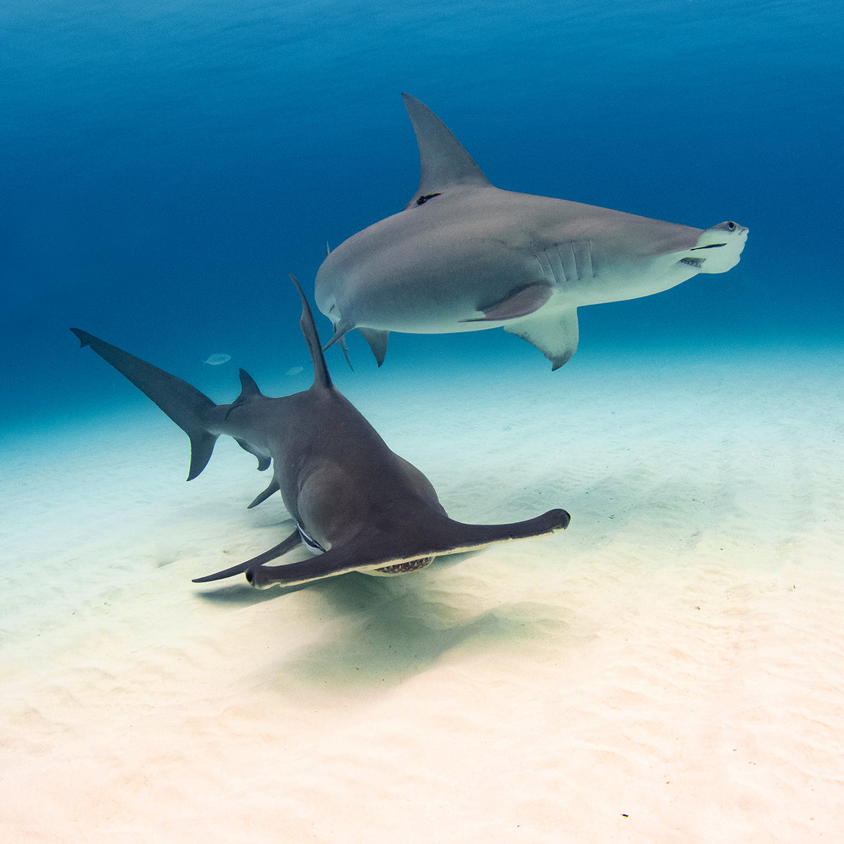 Great Hammerhead Shark Anklet