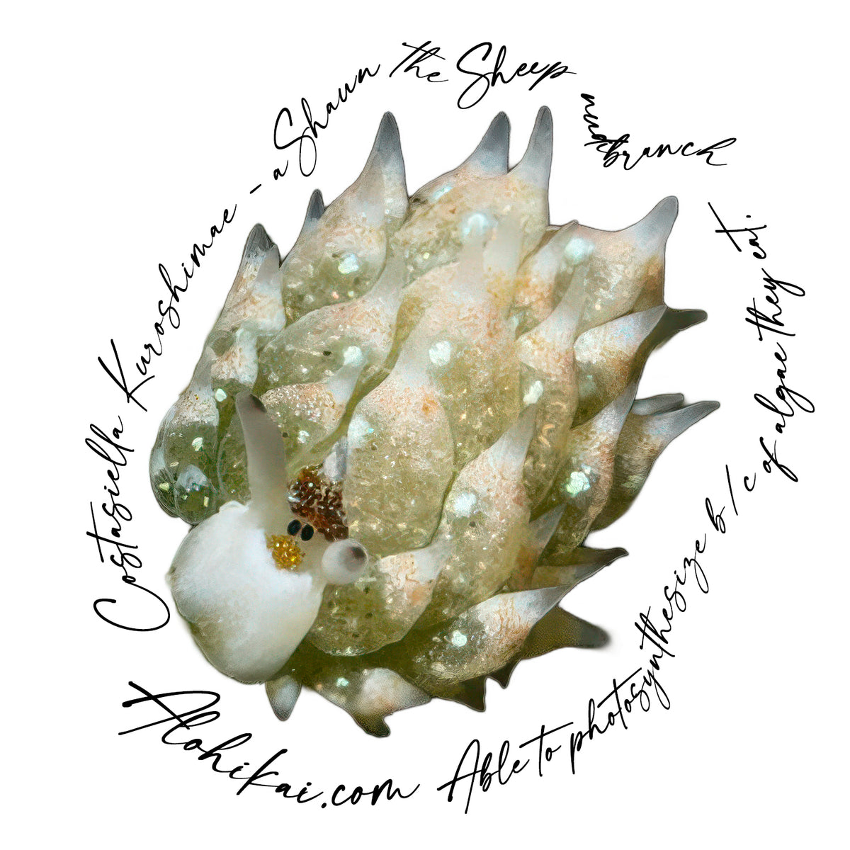 'Alohi Kai Sticker Pack - 14 stickers