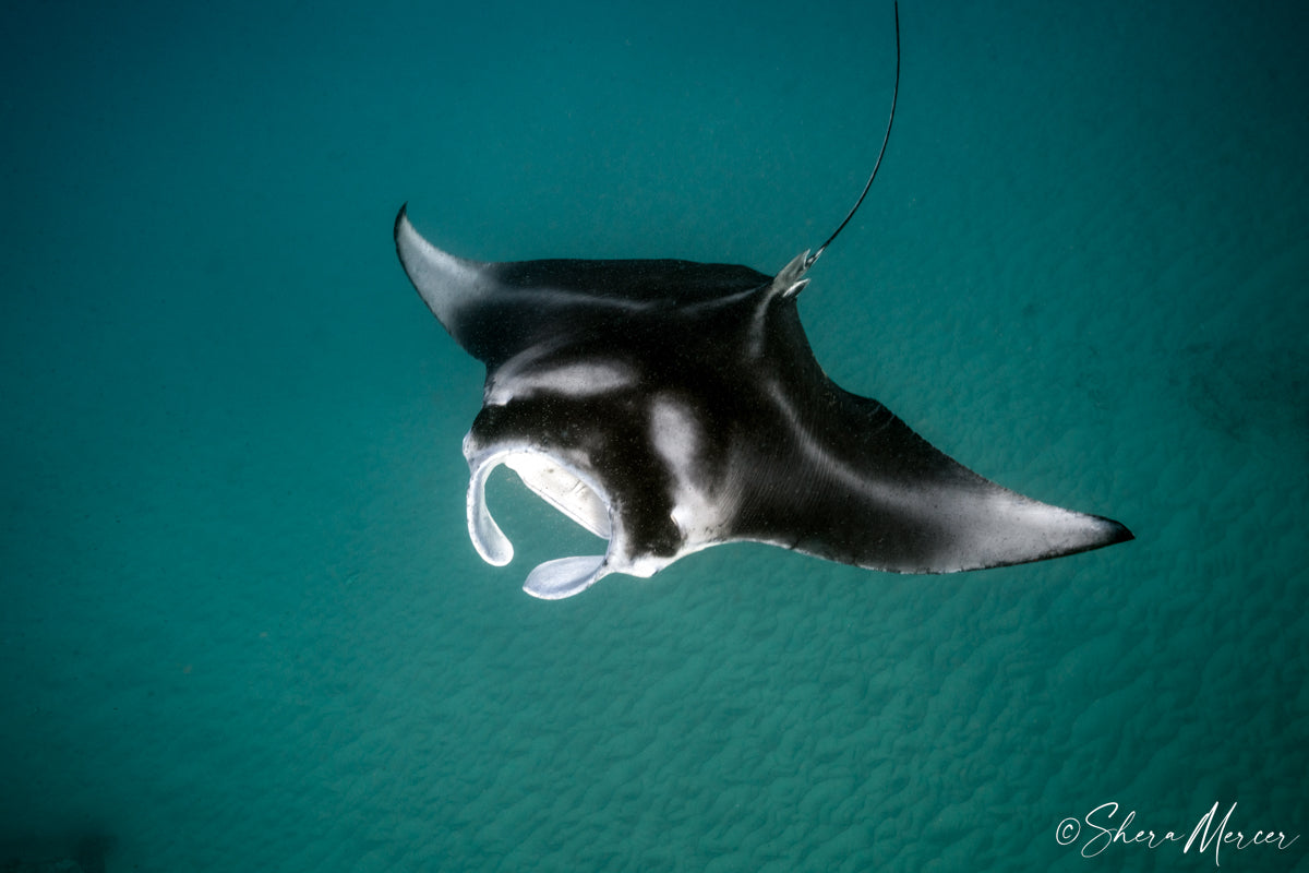 Feed Me Seymour - Manta Ray