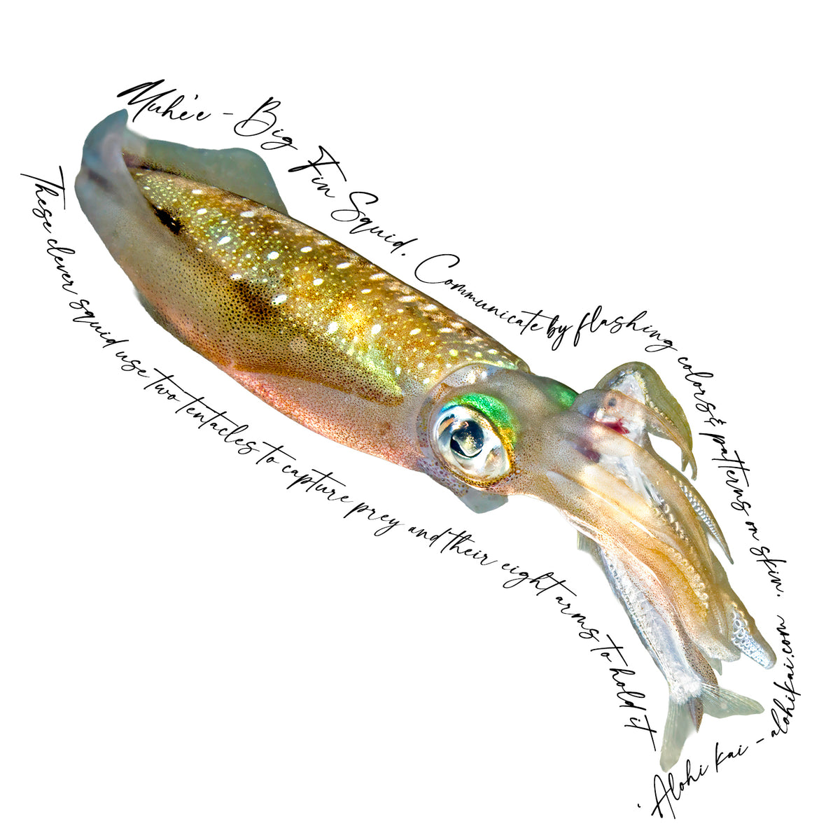 Bigfin Squid Sticker