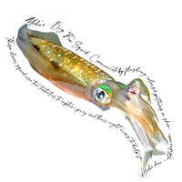 Bigfin Squid Sticker