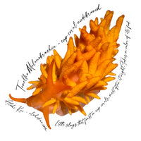 Cup Coral Nudi Sticker