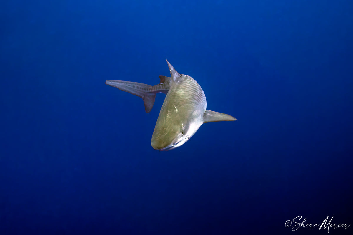 Nosey Cat - Tiger Shark