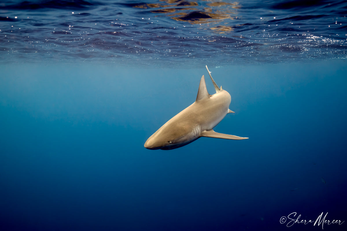 Beneath The Surface - Galapagos Shark