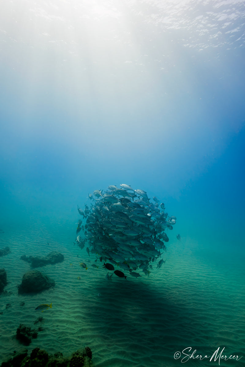 Deep Jacks - Bigeye Trevally Ball