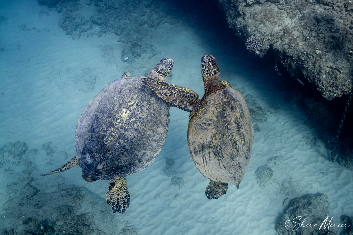 Camaraderie - Honu Sea Turtles