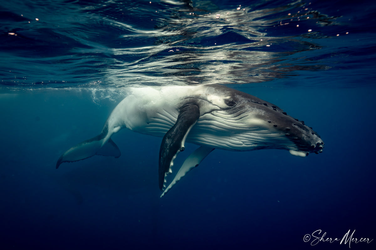 Keiki Tilts - Baby Humpback Whale