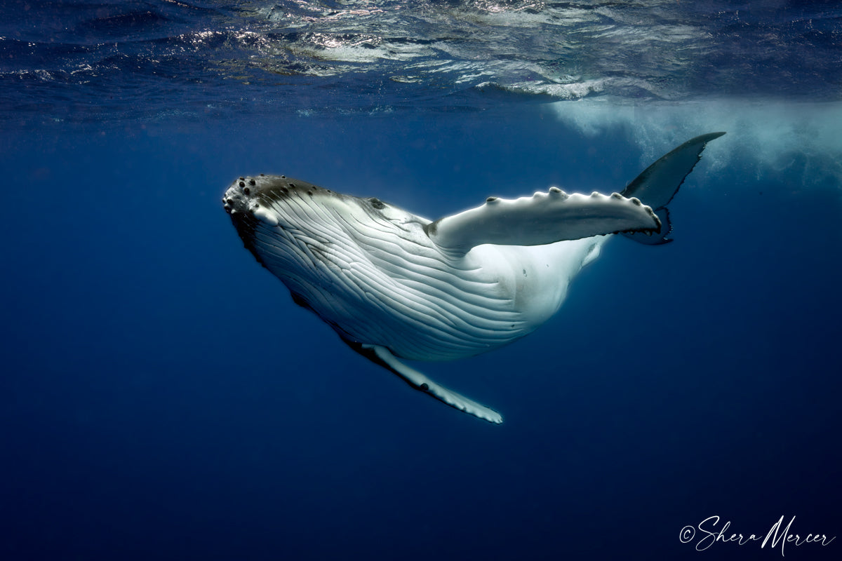 Whoosh! - Baby Humpback