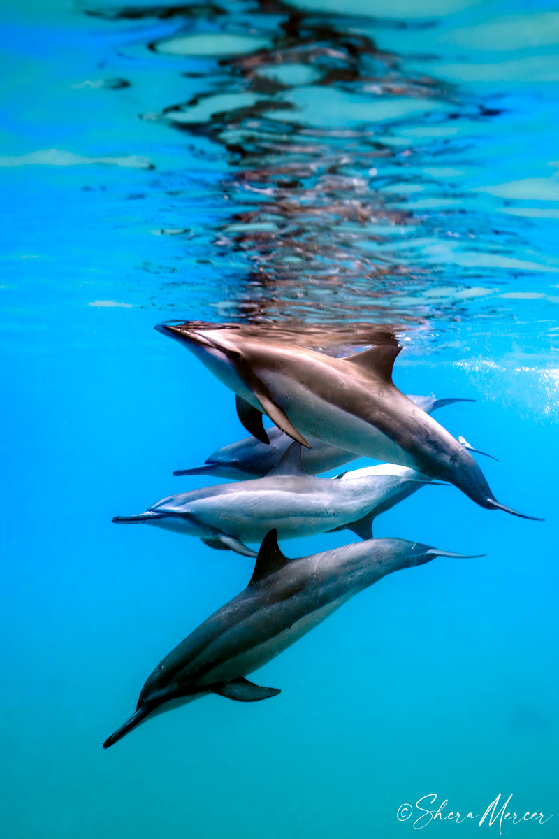 Naia Ohana - Spinner Dolphins