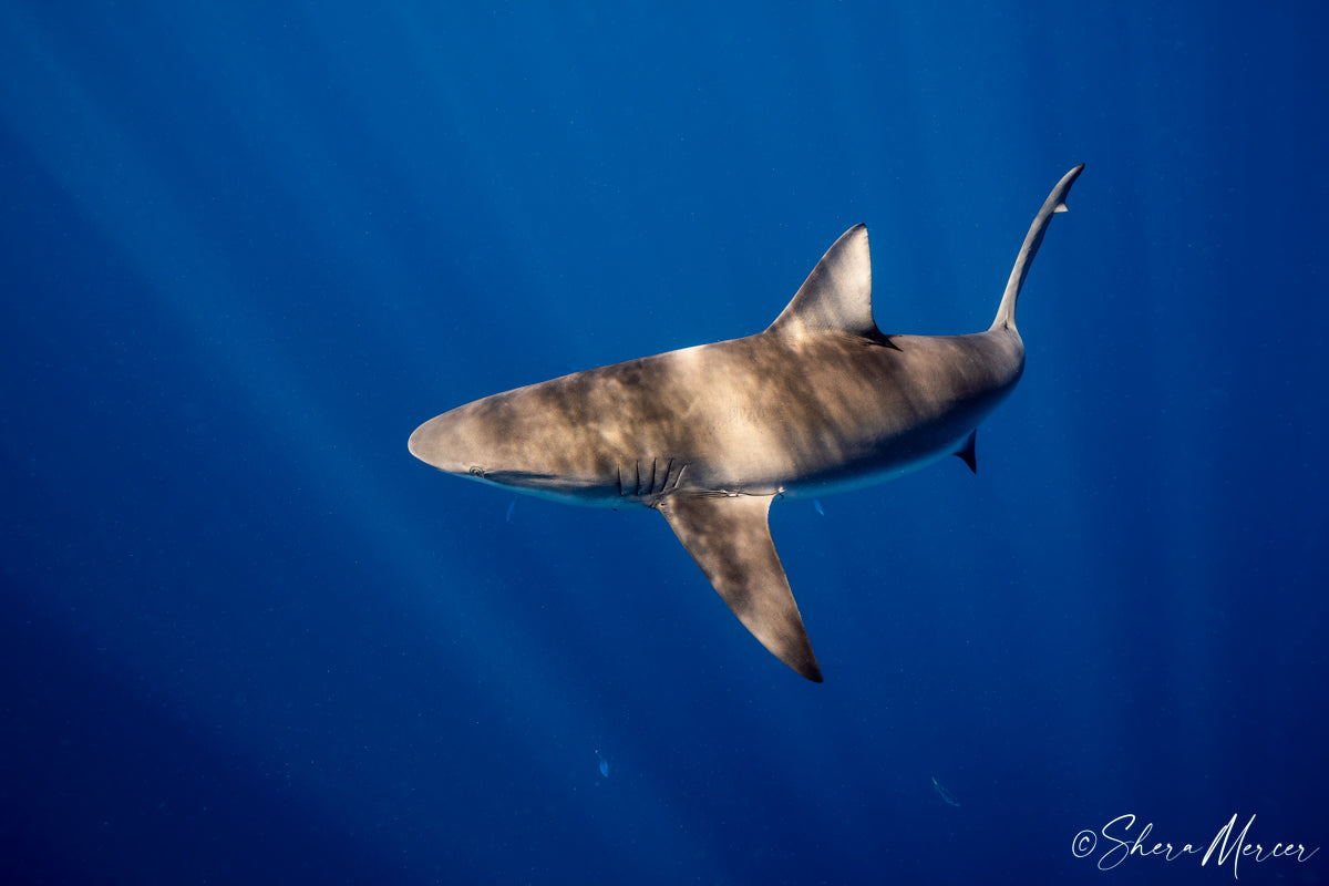 Curiosity - Galapagos Shark