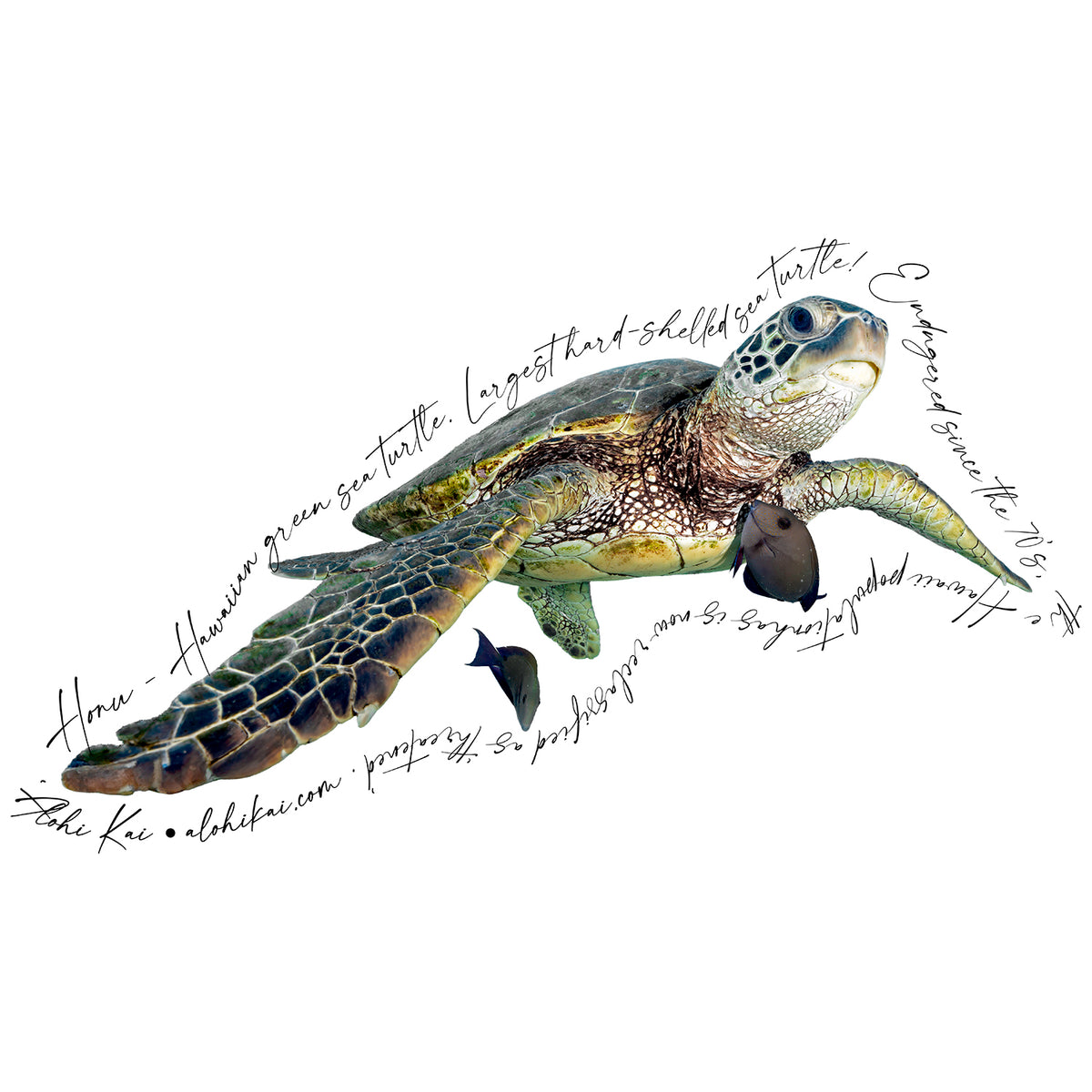 Alohi Kai Sticker Pack - 14 stickers