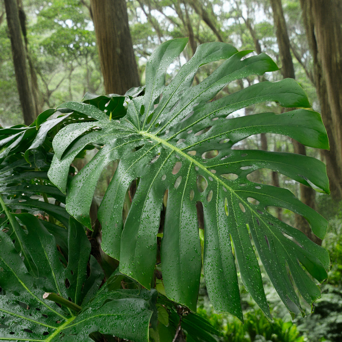 Monstera Drop Earrings