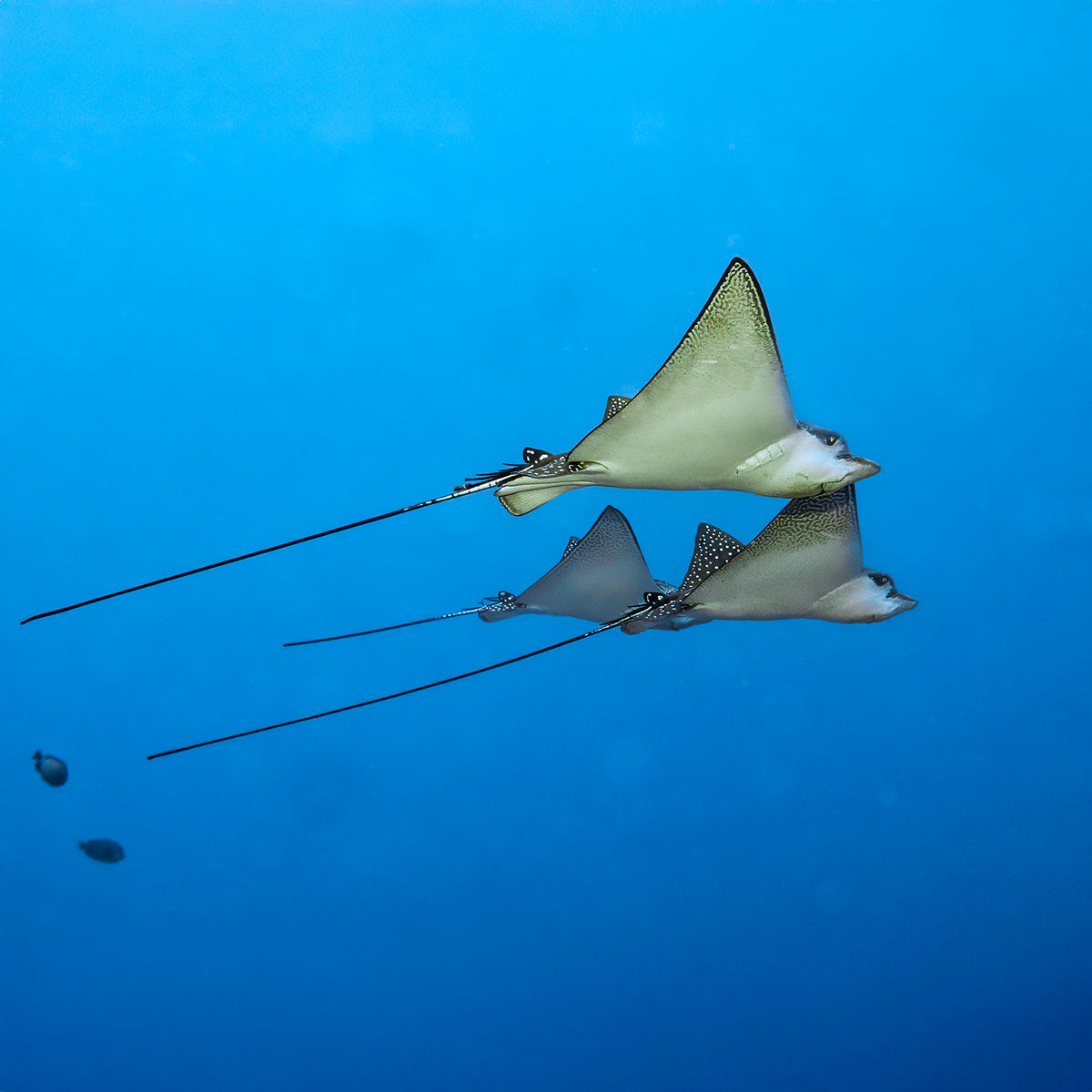 Petite Spotted Eagle Ray Drop Earrings