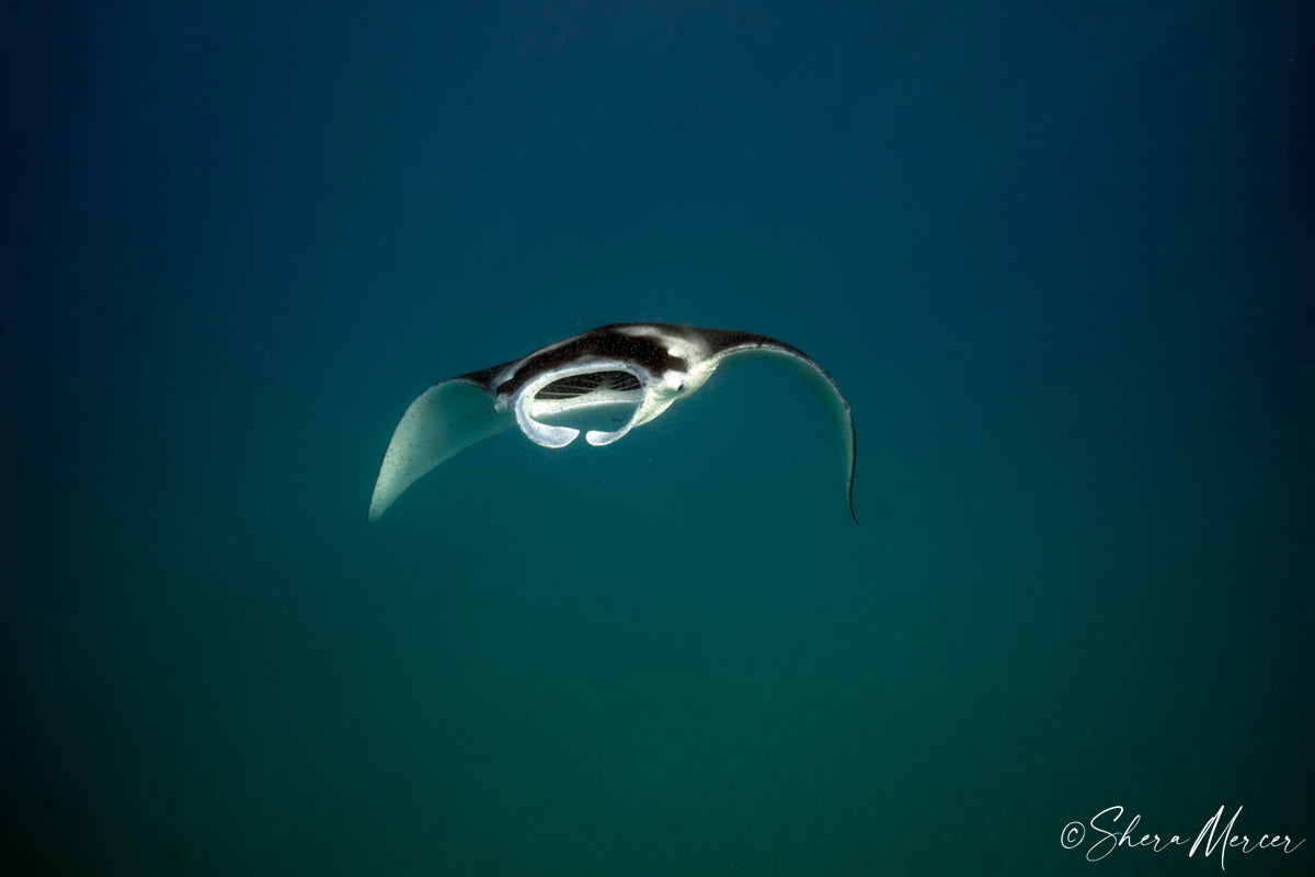 Ombre Ocean Manta Ray