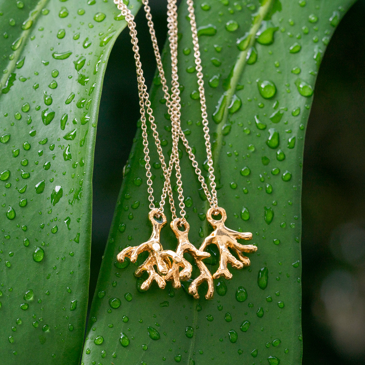 Pohaku Puna Finger Coral - Lala Branch