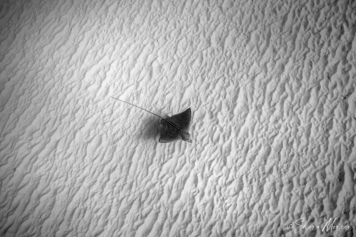 Hihimanu Serenity - Spotted Eagle Ray
