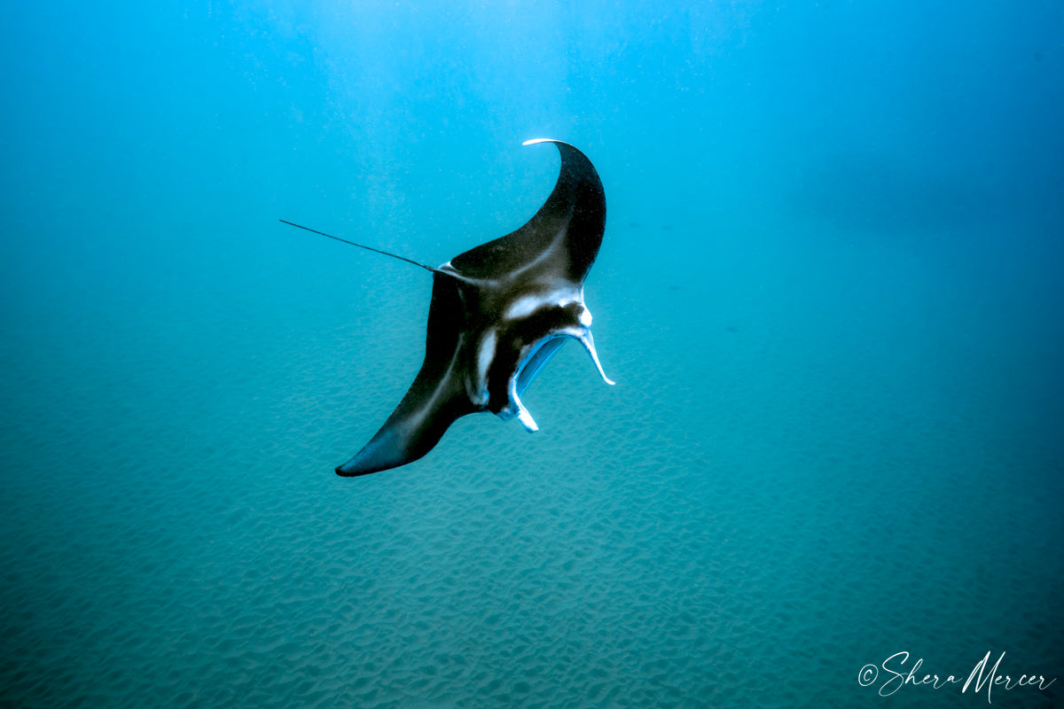 Coming for More - Manta Ray