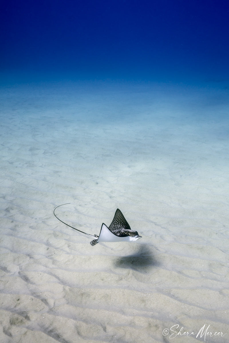 Twirl - Spotted Eagle Ray