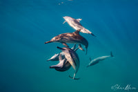 Better With Buddies - Spinner Dolphins