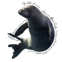 Monk Seal Sticker
