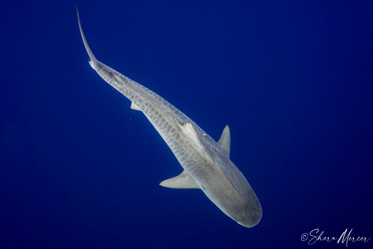 Tiger Queen - Tiger Shark