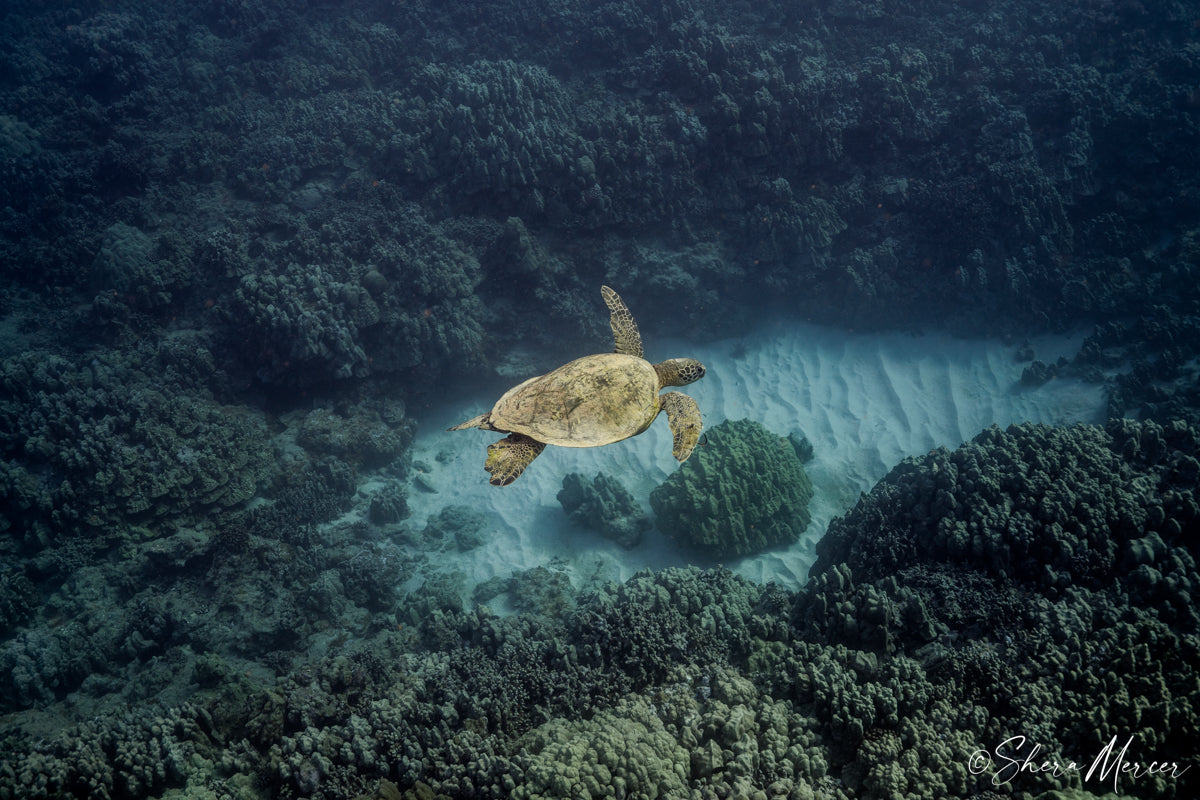 Honu Flight - Honu (Sea Turtles)