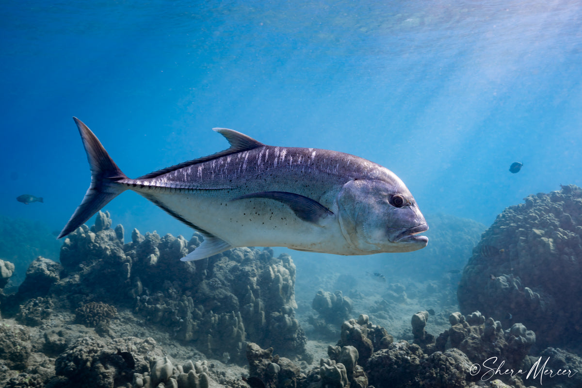 Pacing - Ulua Aukea – 'Alohi Kai Jewelry