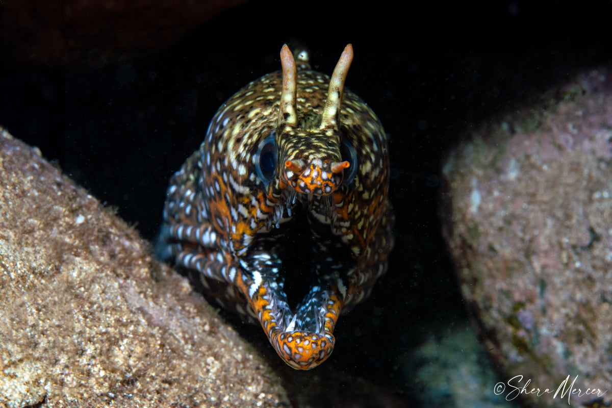 Dragon King - Dragon Moray Eel