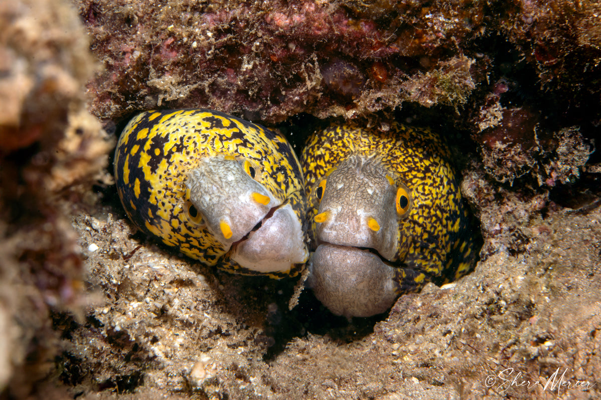BEFs (Best Eels Forever) - Snowflake Morays