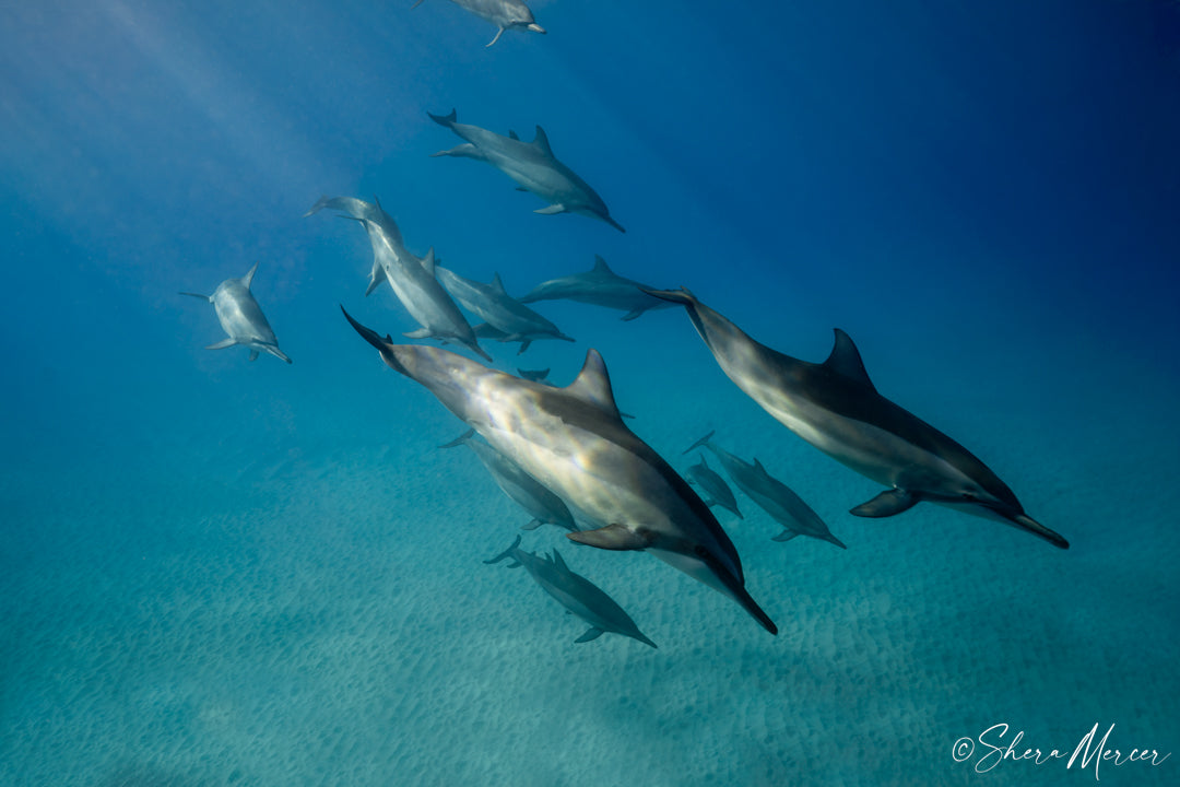 On Our Way - Spinner Dolphins